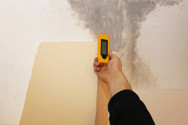 Best Crawl Space Mold Remediation  in Breckenridge, MI