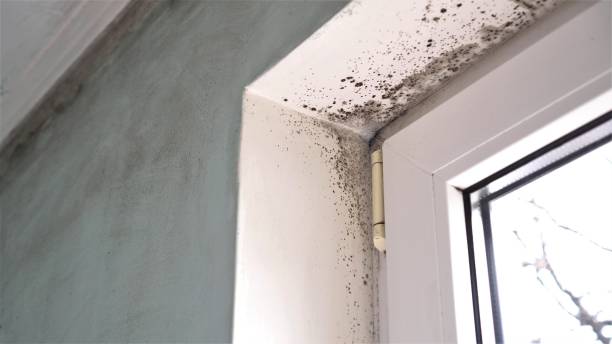 Mold Documentation for Insurance Claims in Breckenridge, MI
