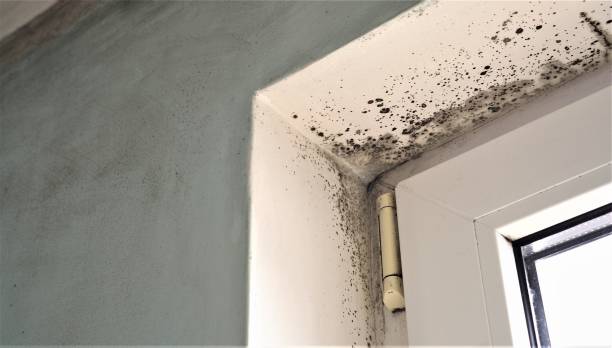 Best Mold Odor Removal Services  in Breckenridge, MI