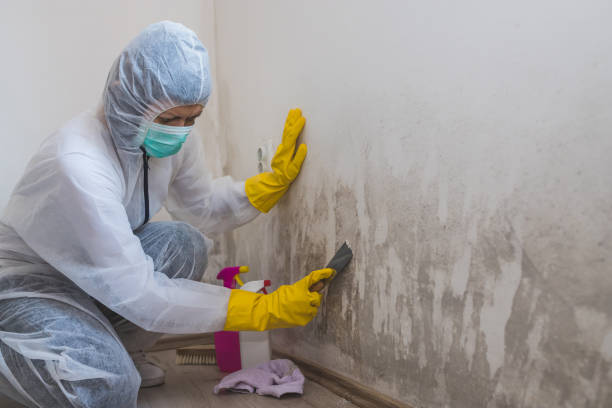 Best Mold Remediation for Healthcare Facilities  in Breckenridge, MI