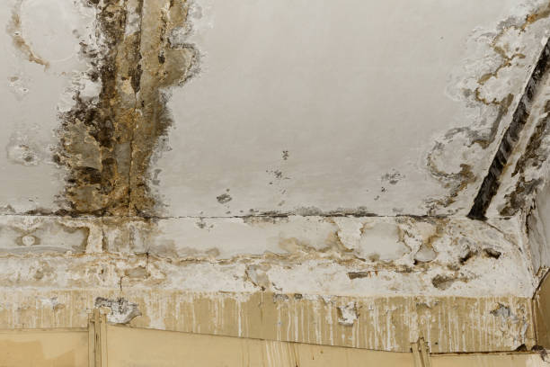 Best Environmental Consulting for Mold Prevention  in Breckenridge, MI