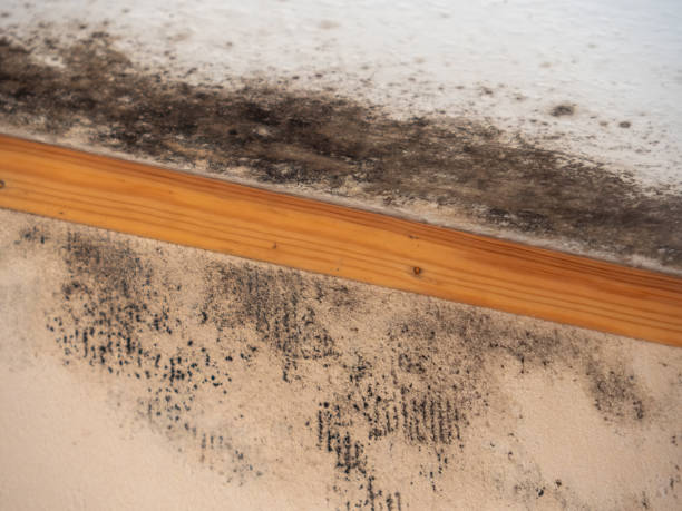 Best Mold Removal for HVAC Installations  in Breckenridge, MI