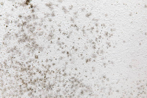 Best Black Mold Removal  in Breckenridge, MI
