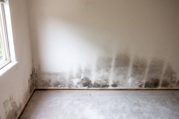 Best Post-Construction Mold Inspection  in Breckenridge, MI