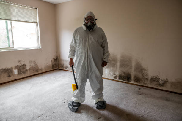 Best Black Mold Removal  in Breckenridge, MI