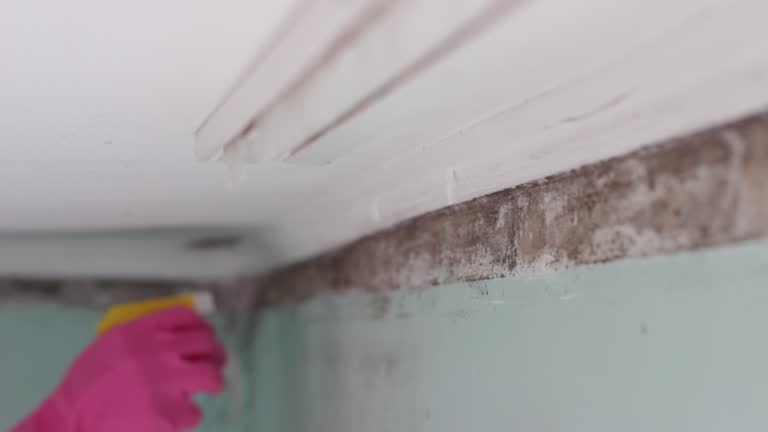 Best Attic Mold Removal  in Breckenridge, MI